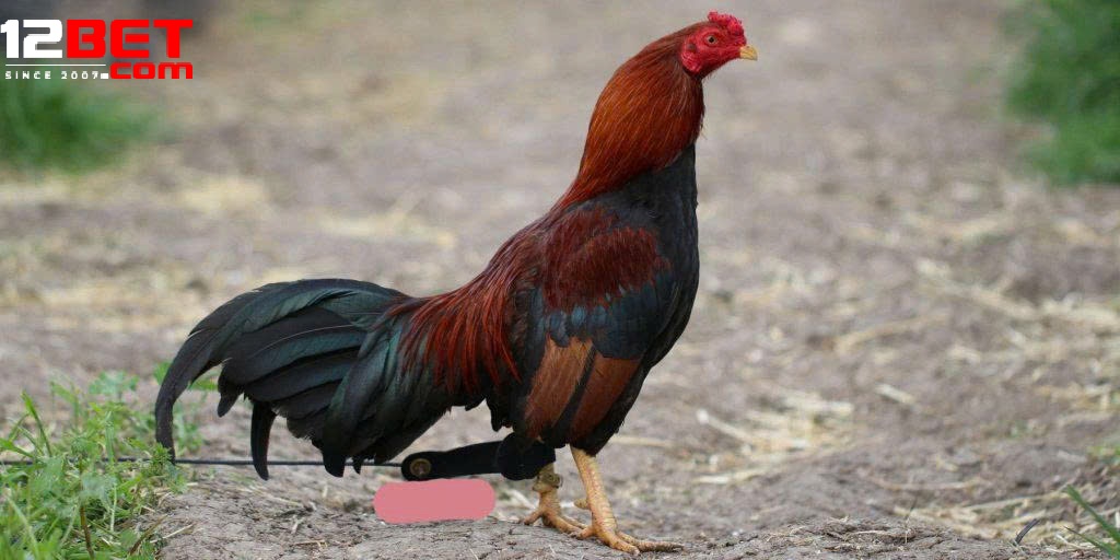 Lợi Ích Khi Tham Gia Đá Gà Asil Tại 12Bet