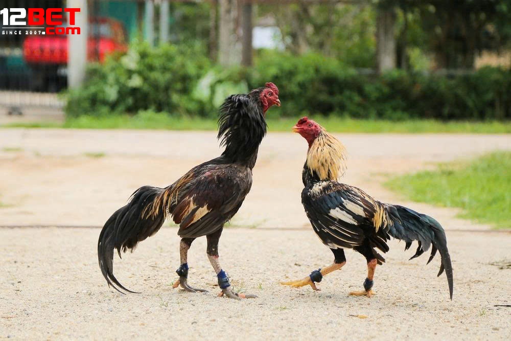 Tính Năng Nổi Bật Khi Tham Gia Đá Gà Casino 12Bet