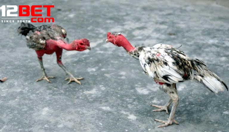 Lợi Ích Khi Tham Gia Đá Gà Chọi Cuba Tại 12Bet