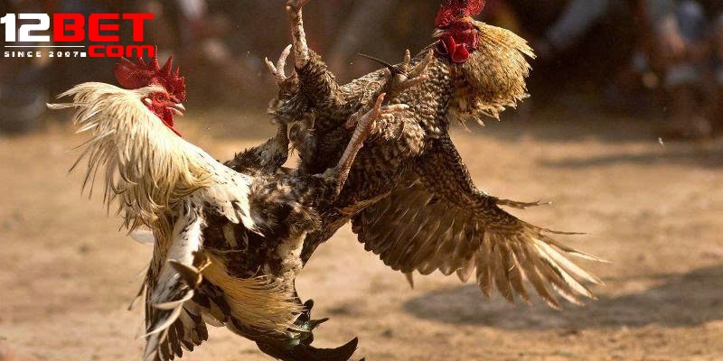 Tiêu Chí Lựa Chọn Chiến Kê Trong Đá Gà Cựa Sắt 12Bet