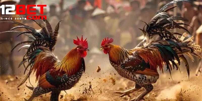 Chăm Sóc Chiến Kê Trước Khi Tham Gia Đá Gà Cựa Sắt 12Bet