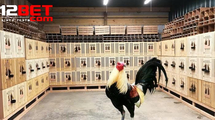 Tính Năng Nổi Bật Khi Tham Gia Đá Gà Mỹ Tại 12Bet