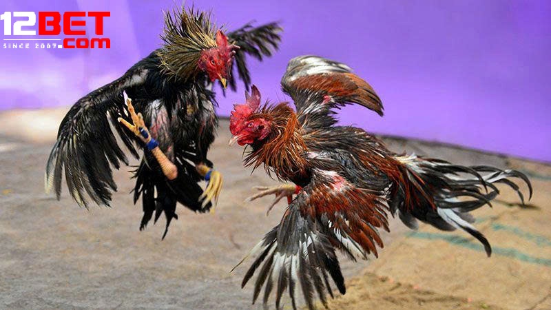 Đá Gà Shamo 12Bet – Trải Nghiệm Hồi Hộp và Cơ Hội Thắng Lớn
