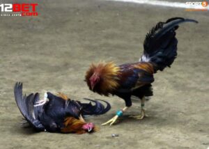 Lợi Ích Khi Tham Gia Đá Gà Shamo Tại 12Bet – Trải Nghiệm Chân Thực Và An Toàn